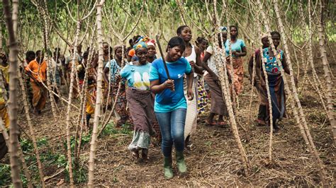 Cocoa Farming Is A Trade For All Seasons Fairtrade Foundation