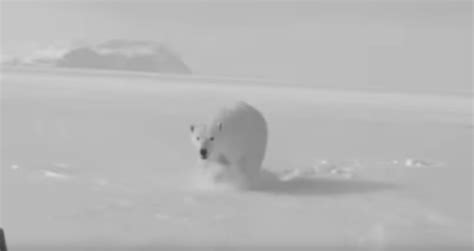 Close Polar Bear Encounter Videos Wearenaturetv At Wearenaturetv
