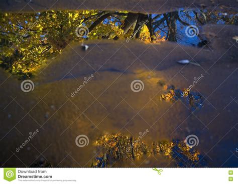 Maple Tree In Autumn Reflected In Puddle Stock Photo Image Of