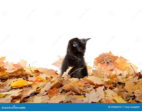 Cute Black Kitten And Leaves Stock Image Image Of Mammal White 29366019