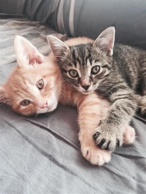 7 Reasons To Adopt Kittens In Pairs Catman