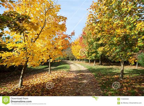 Path Through Autumnal Trees Stock Photo Image Of Godalming
