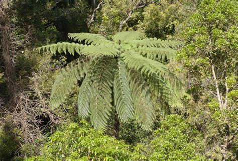 Mamaku Cyathea Medullaris Maungatautari New Zealand New Zealand