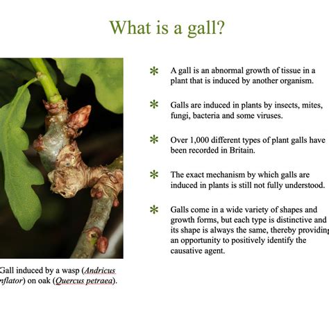 An Introduction To Plant Galls