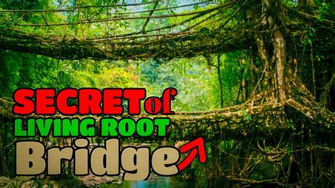 Secret Of Double Decker Living Root Bridge Bathing In Waterfall