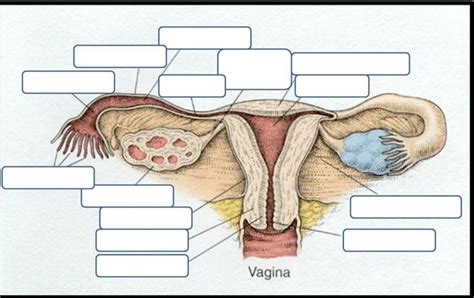 Internal Female Sex Diagram Quizlet