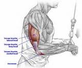 Photos of Muscle Exercises Triceps