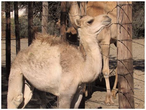 Camel Milk South Africa - Camel Milk Powder and Camel Milk Skincare