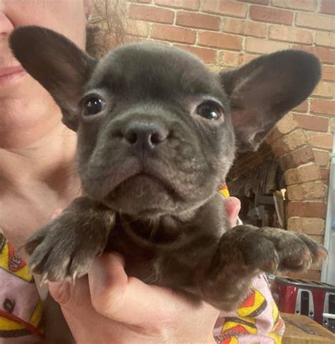French bulldog puppies available now-Also adults - Dogs for Sale & Free ...