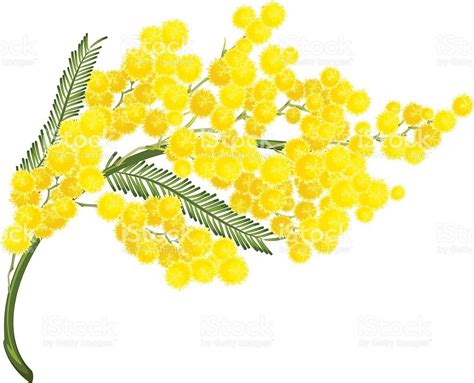 Yellow Mimosa Flower Mimosa Flower Symbol Of Womens Day Isolated On