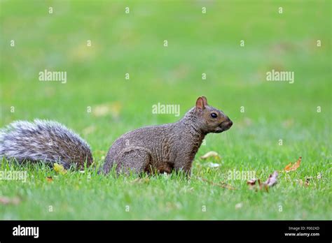 Eastern Gray Squirrel Grey Squirrel Sciurus Carolinensis Sits On