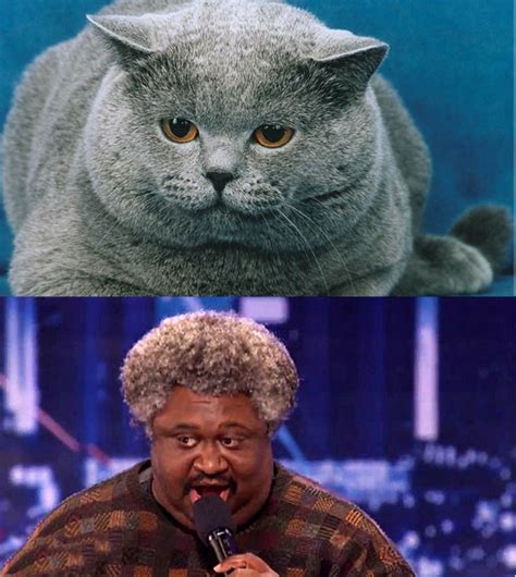 10 Cats That Look Like Celebrities