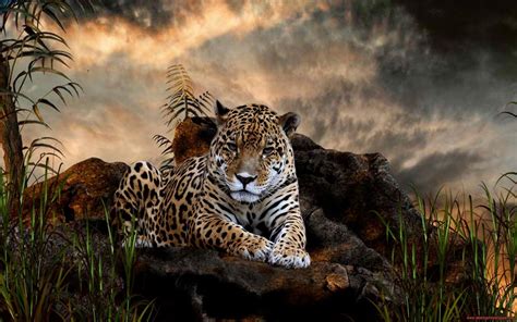 Amazing Tiger Animal Wallpaper | 2020 Live Wallpaper HD