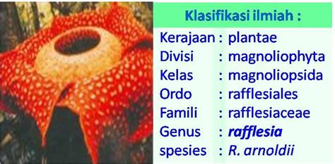 Banyak flora dan fauna yang memiliki kemiripan atau bahkan sama persis dengan flora dan fauna yang dapat ditemukan di benua asia pada umumnya. kehidupanalamsemesta: Perlindungan Flora dan Fauna di ...