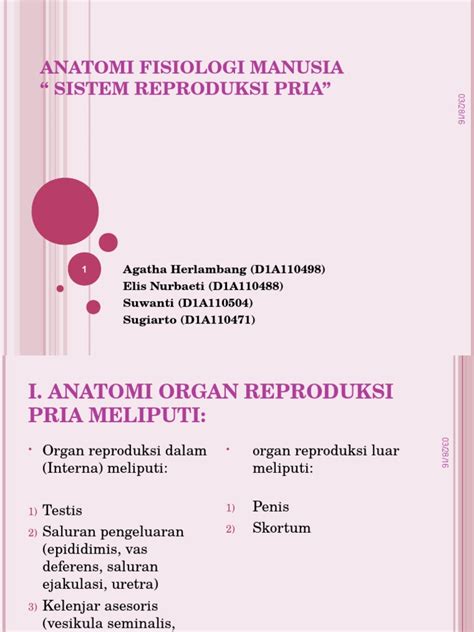 Each kidney is roughly 10 cm long and 5 cm. Sistem reproduksi pria.ppt