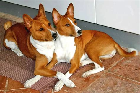 The Basenji Ultimate Breed Information Guide Your Dog Advisor