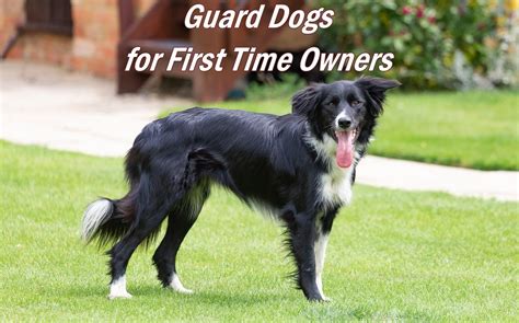 Top 5 Best Guard Dogs For First Time Owner Siri Pet