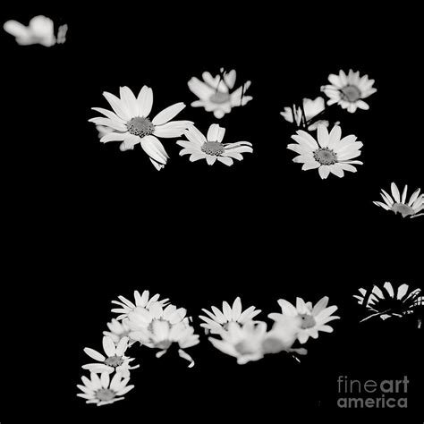 Daisies Photograph By Natalia Romay Fine Art America