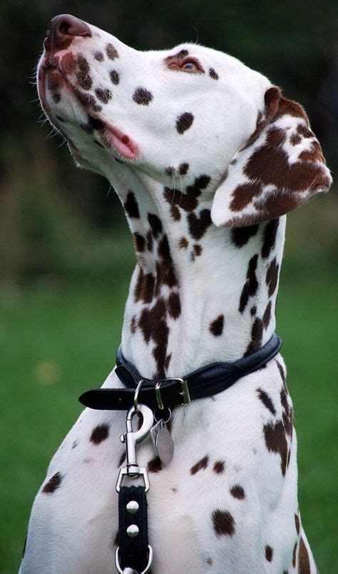 My Last Two Dalmatians Were Liver Spotted Like This Beautiful Pup