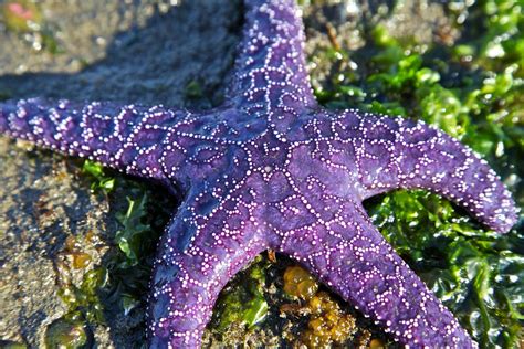 Purple Starfish Wallpaper