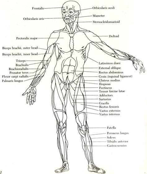 Human Anatomy And Vital Points Robatosanzs Weebly