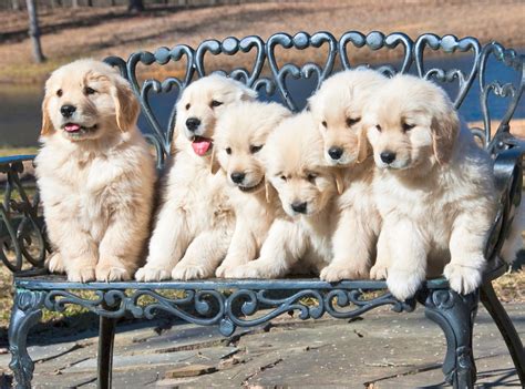 25 Puppies Adorably Celebrating National Dog Day