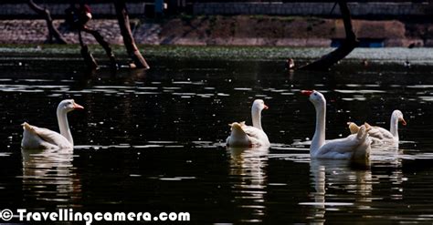 It is a fun and an affluent area in south delhi, it's heart being the historic hauz khas complex. Birds from Hauz Khas Village Lake, Green Park, Delhi ...