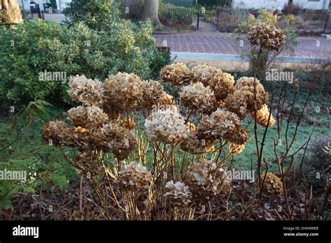 Hydrangea Shrub With Withered Flowers In Winter Before Pruning Back