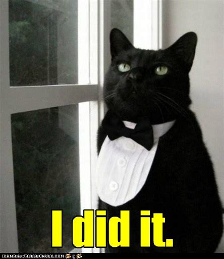 Lolcats Detective Lol At Funny Cat Memes Funny Cat Pictures With