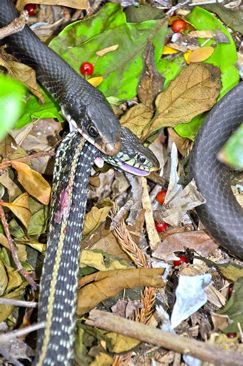 Maybe you would like to learn more about one of these? Black Racer eating Garter Snake - Stock Image - F031/5445 ...