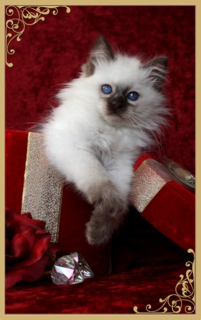 Balinese Cat For Sale Near Me