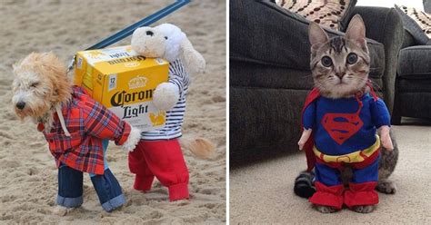 25 Hilariously Cute Pets Dressed Up For Halloween Dog Dispatch