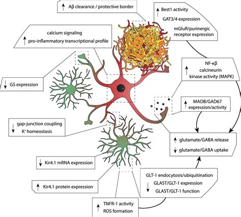 Dysregulation Of Cellular Processes In Reactive Astrocytes The Figure