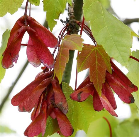 Tree Acer Rubrum Red Maple