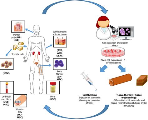 Considerations For The Clinical Use Of Stem Cells In Genitourinary Regenerative Medicine