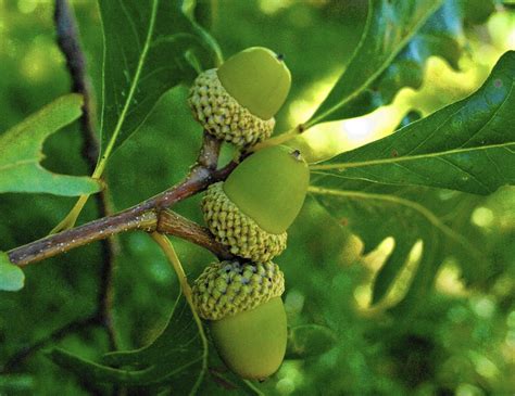 Health Benefits Of Acorns Mighty Oaks Health Benefits Oak Tree