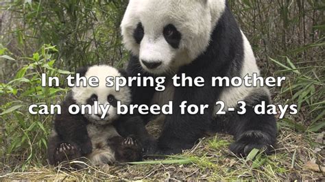 Save The Giant Panda Youtube