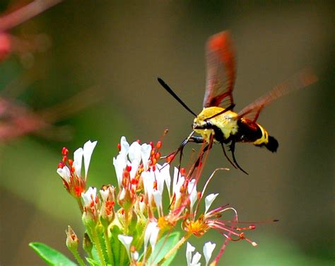 ~ Bumblebee Moth ~ Snowberry Clearwing Hummingbird Moth Al Flickr