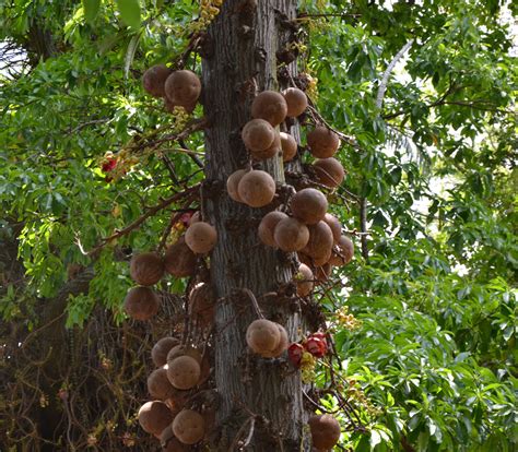 Cannonball Tree Liberal Dictionary