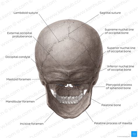 Skull Anatomy Structure Bones Quizzes Kenhub