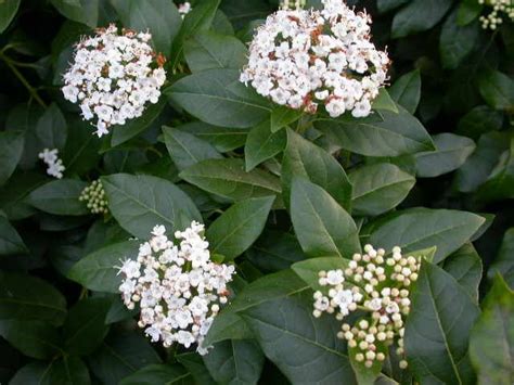 Evergreen White Flowering Shrubs Uk Mbi Garden Plant