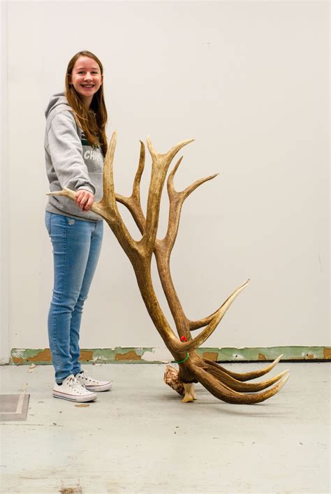 Eighth Graders Monster Bull Elk Officially Declared A State Record