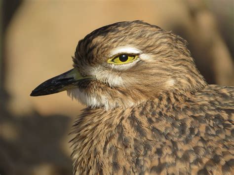 Cape Thick Knee Taken At The Omaha Henry Doorly Zoo Stlarson Flickr