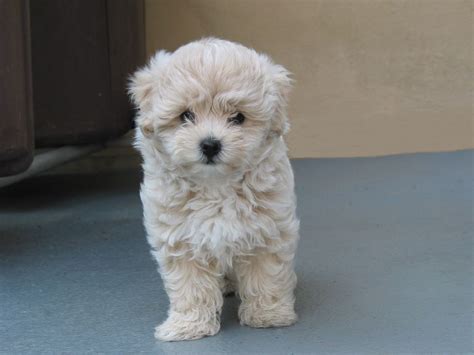 Maltese Poodle So Cute Maltese Poodle Maltipoo Dog Maltese Poodle Mix