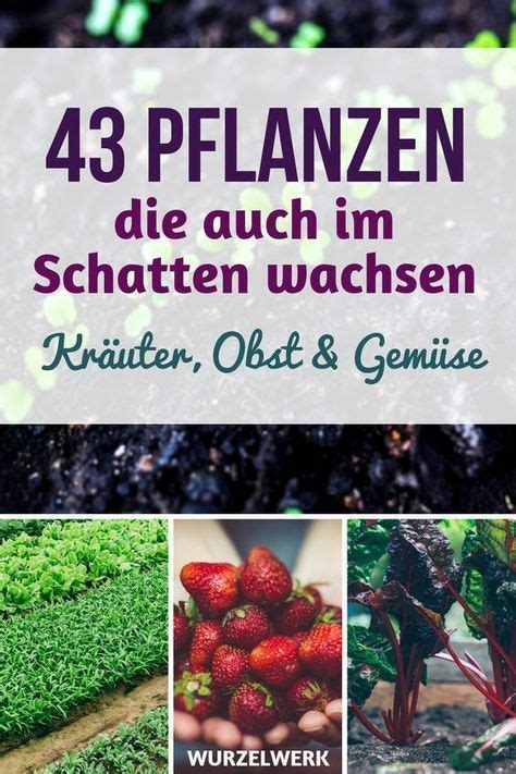 Frische kräuter gehören eigentlich in jede gute küche. 43 Kräuter, Obst- und Gemüsepflanzen, die auch im Schatten ...