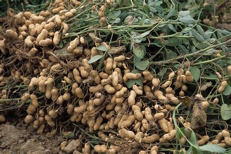 Comment faire pousser des cacahuètes Guides Jardinier