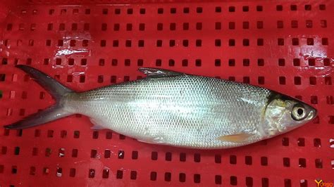 Chanos chanos belongs to a monotypic gonorynchiform family and is most closely related to the freshwater ostariophysi. Chano, congelado, entero, 500-700