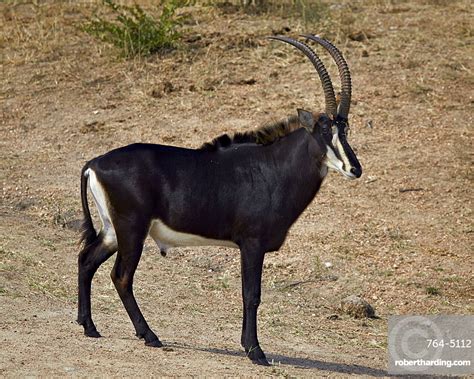 Sable Antelope Hippotragus Niger Male Stock Photo