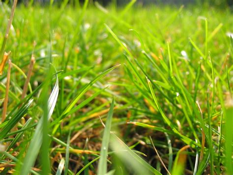 Macro Grass Free Photo Download Freeimages