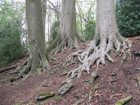Beech Tree Roots © Stephen Craven Geograph Britain And Ireland